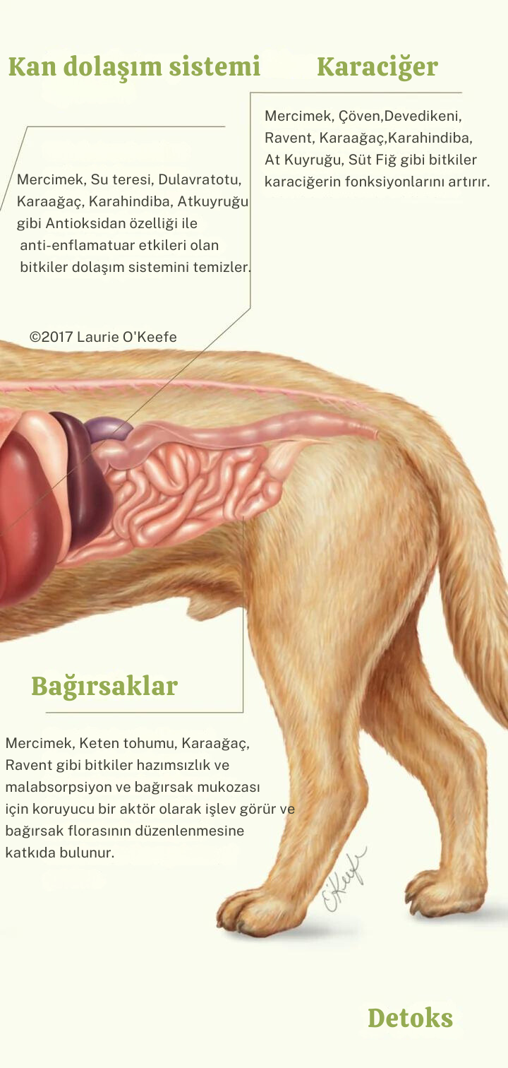 Köpek Detoksu 480ml
