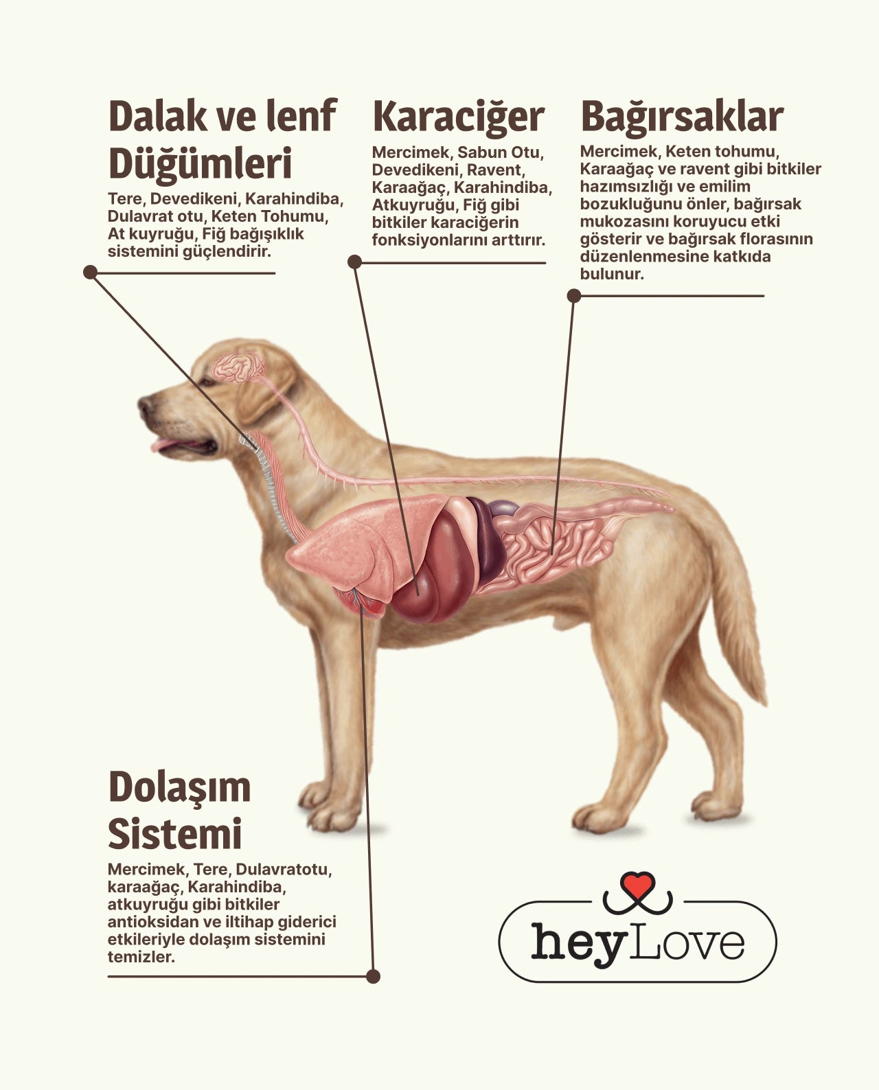 Köpek Detoksu 480ml